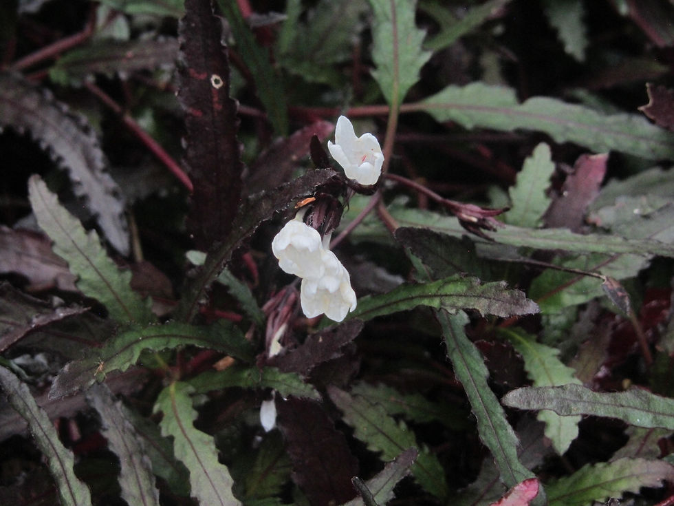 Strobilanthes sinuata