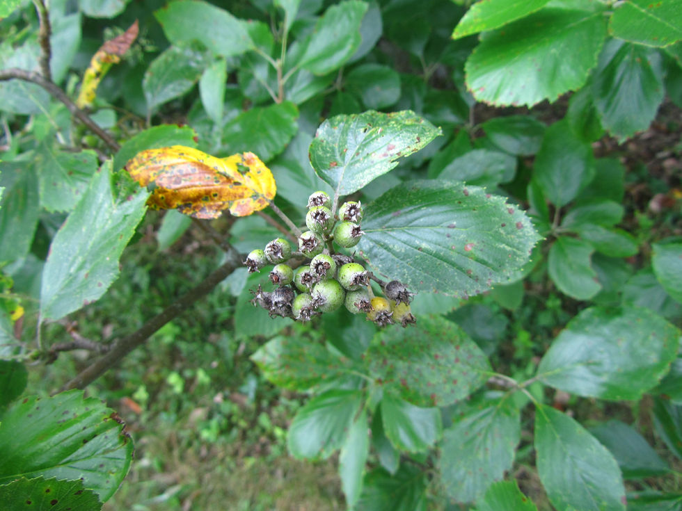 Aria pseudovertesensis