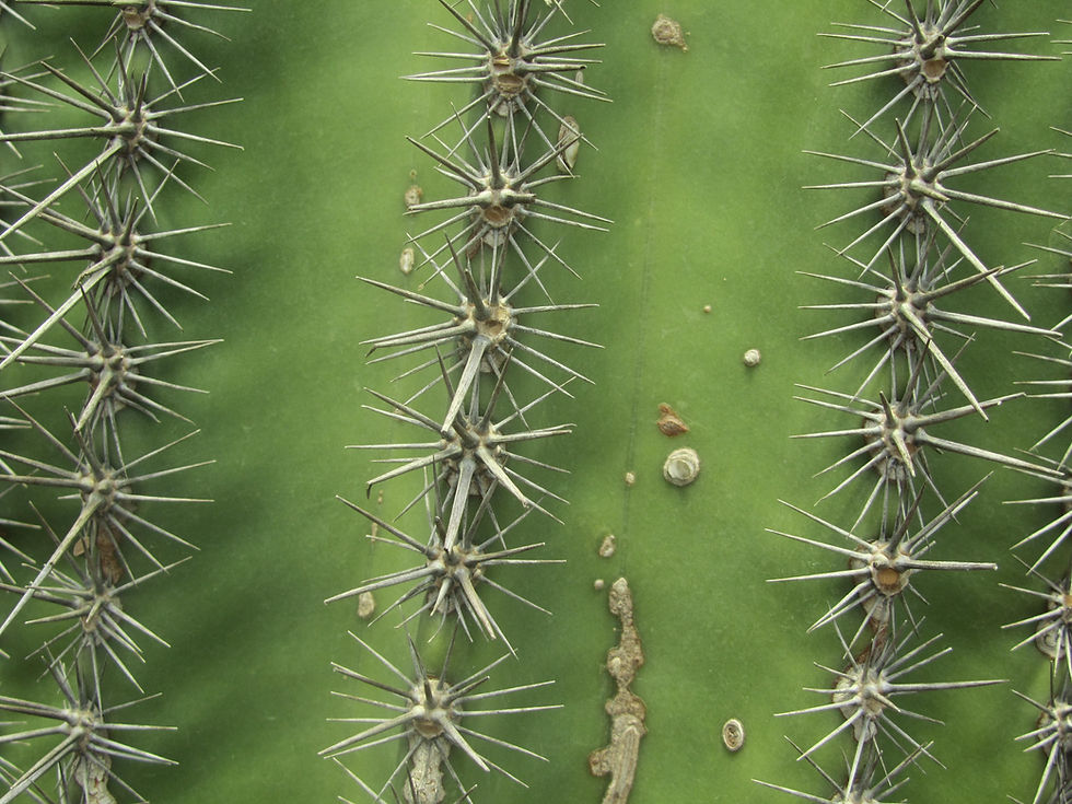 Carnegiea gigantea