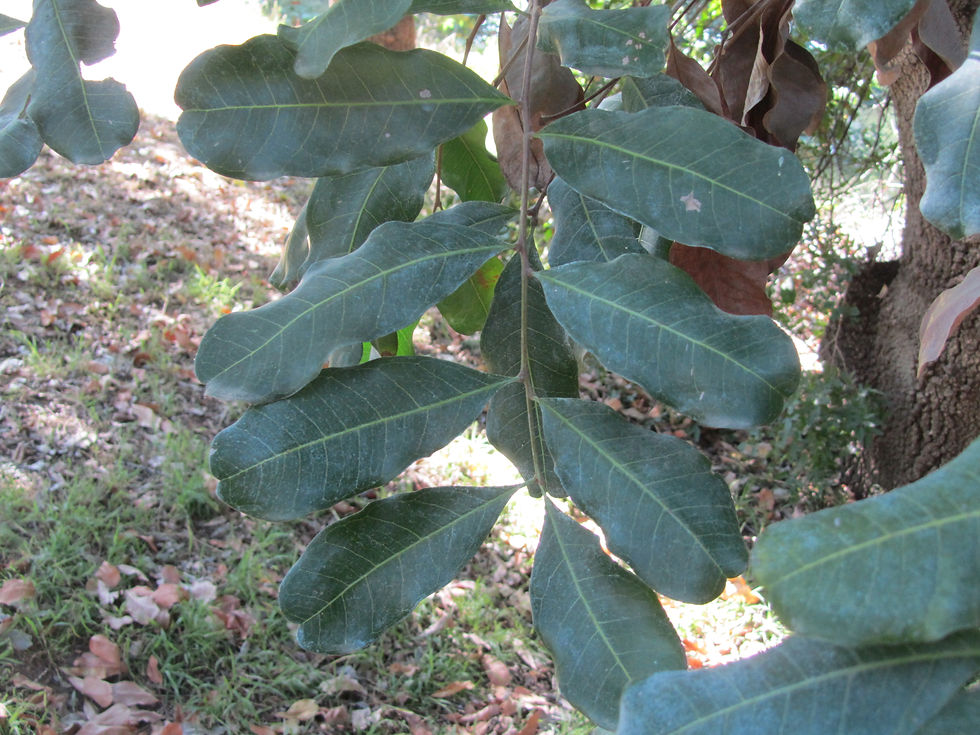 Pistacia atlantica