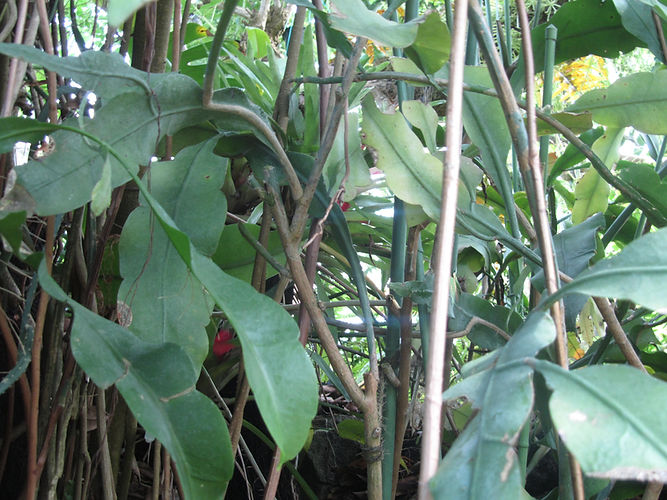 IMG_2203 (Populus tremuloides).jpg