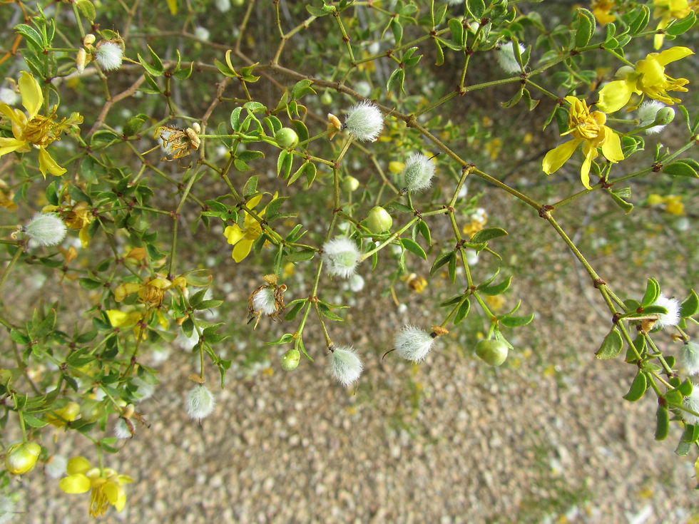 Larrea tridentata