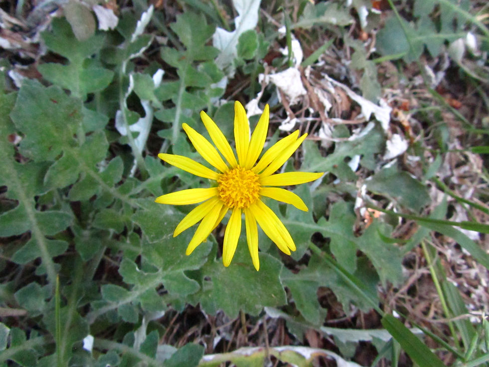 Arctotheca calendula