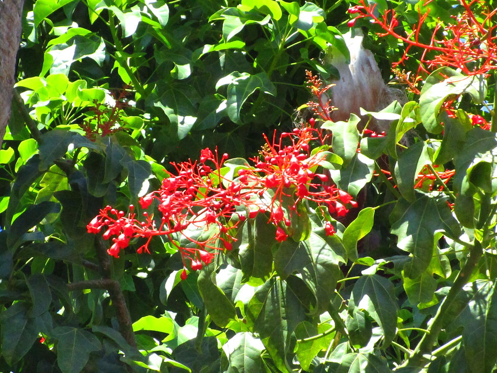 Brachychiton acerifolius