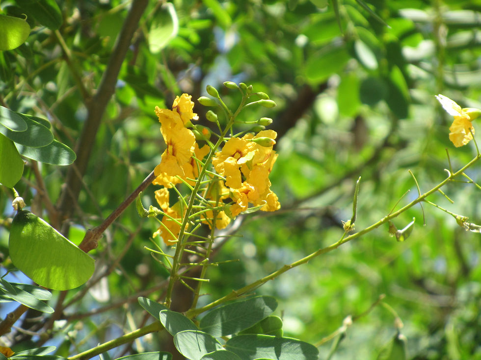 Tipuana tipu