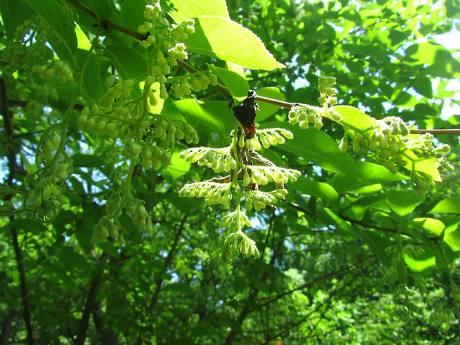 IMG_2203 (Populus tremuloides).jpg