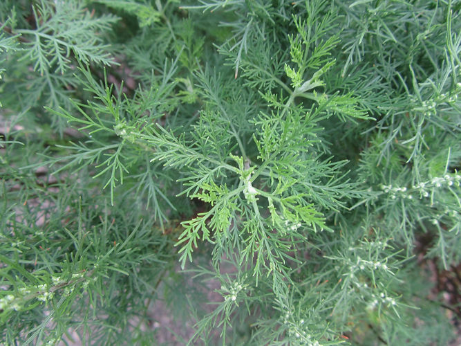 IMG_2203 (Populus tremuloides).jpg