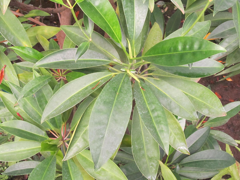 Bruguiera gymnorhiza