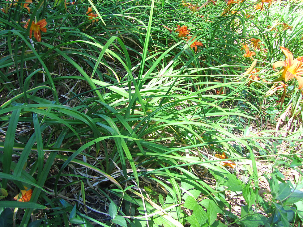 Hemerocallis fulva