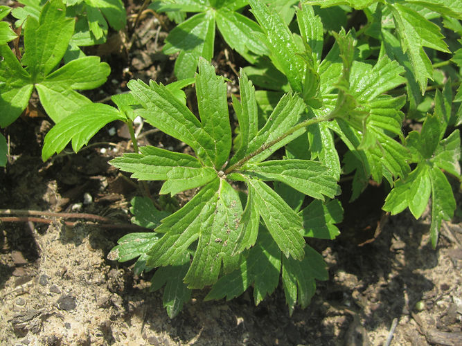 IMG_2203 (Populus tremuloides).jpg