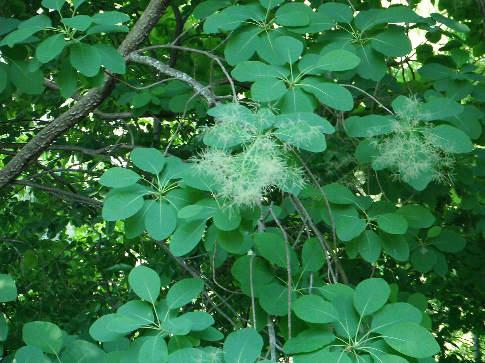 Cotinus obovatus