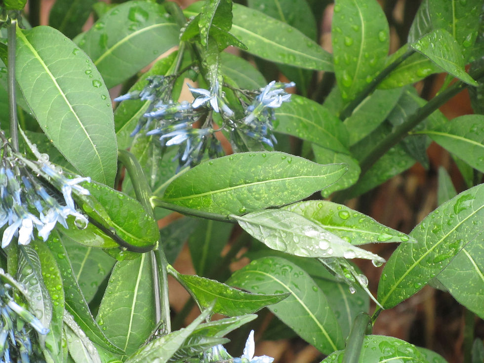 Amsonia rigida