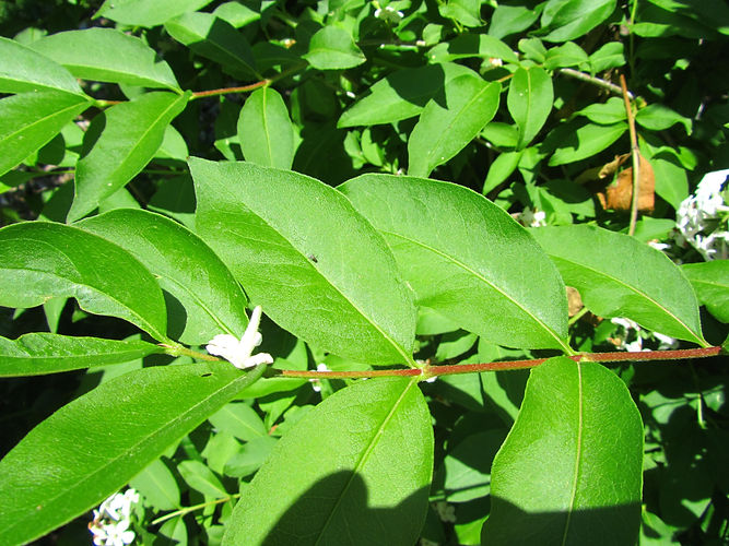 IMG_2203 (Populus tremuloides).jpg