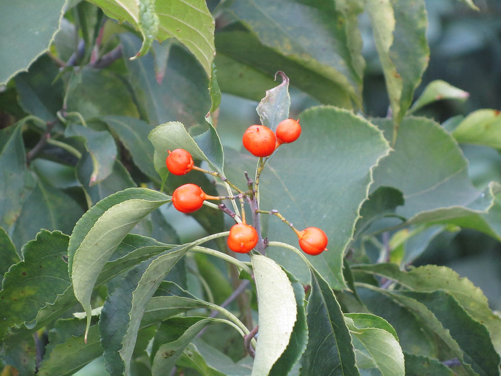 Celastrus scandens