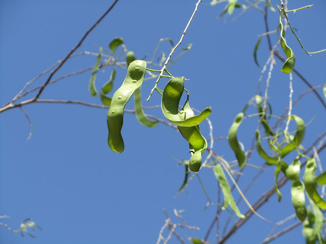 IMG_2203 (Populus tremuloides).jpg