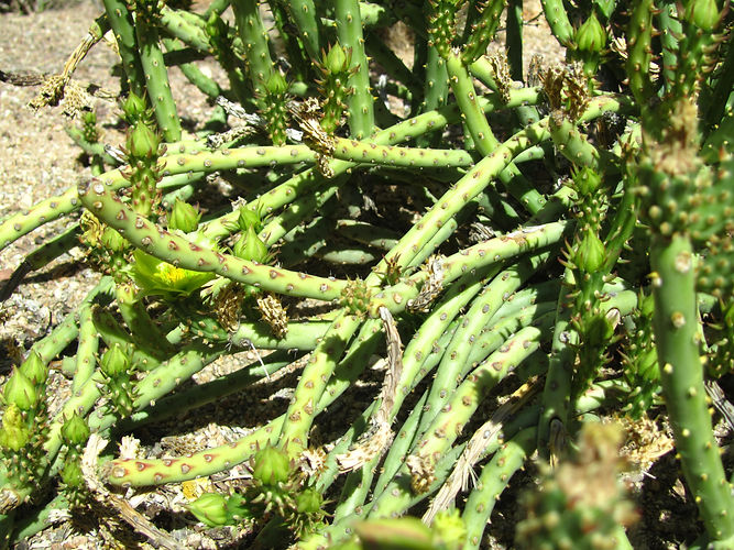 IMG_2203 (Populus tremuloides).jpg