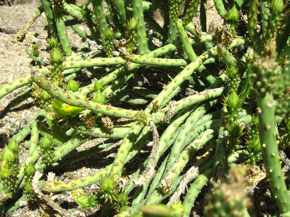Cylindropuntia tesajo