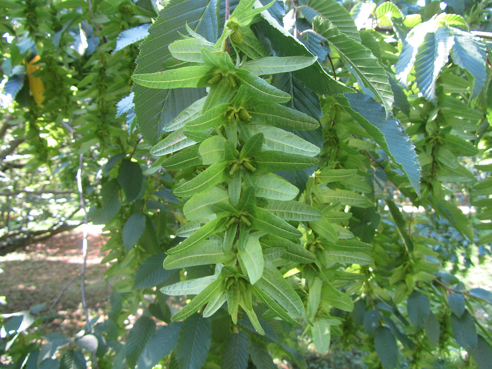 Carpinus betulus