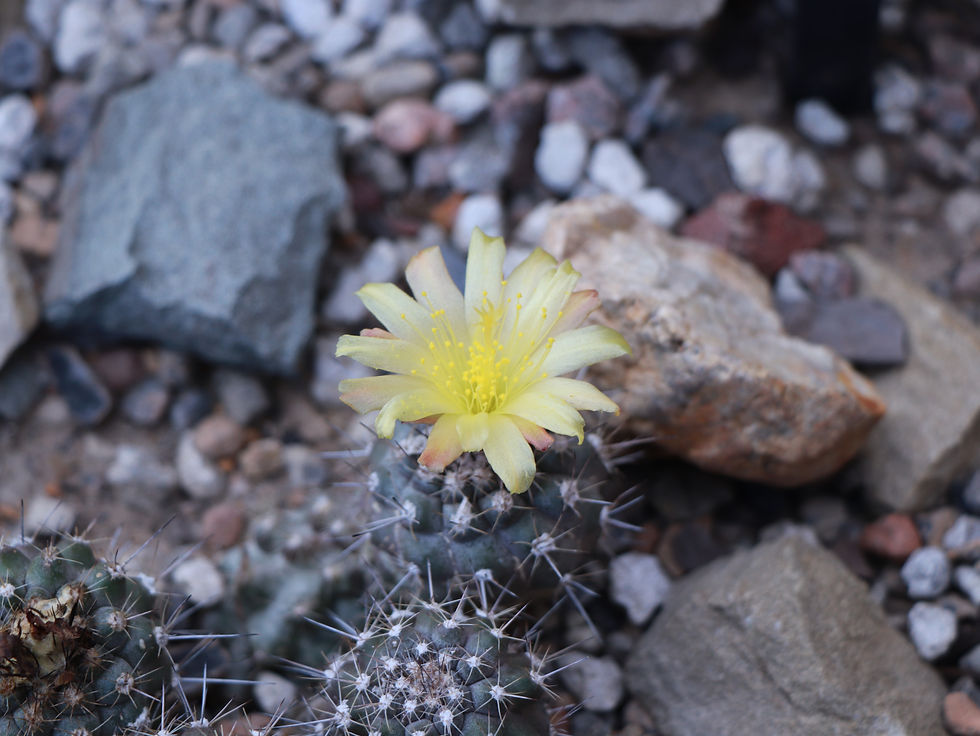 Copiapoa humilis