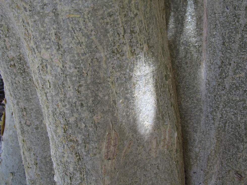 Ficus petiolaris