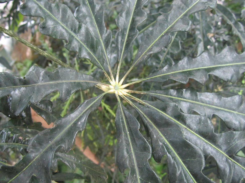 Plerandra elegantissima