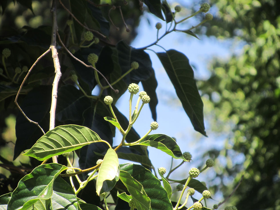 Camptotheca acuminata