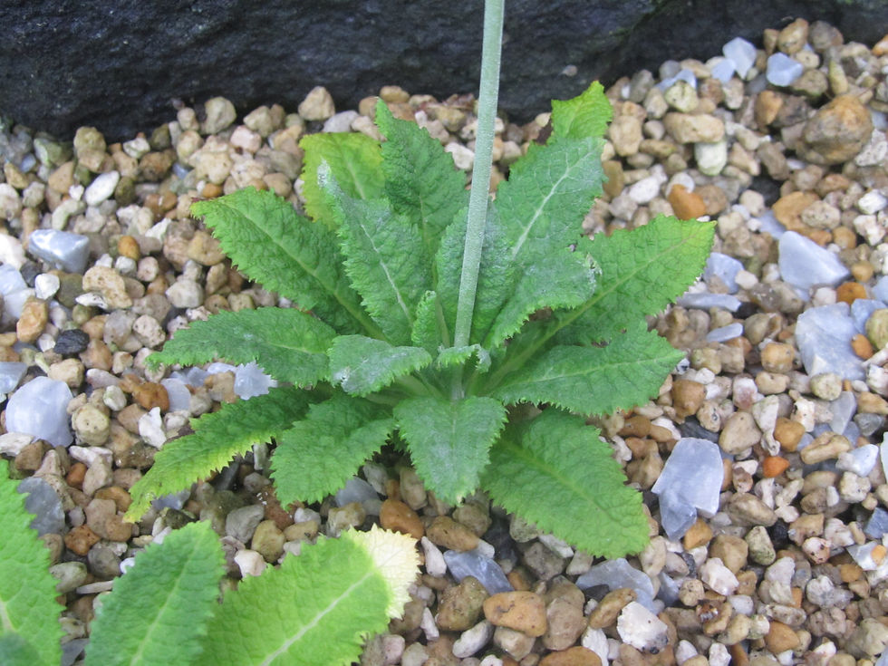 Primula capitata