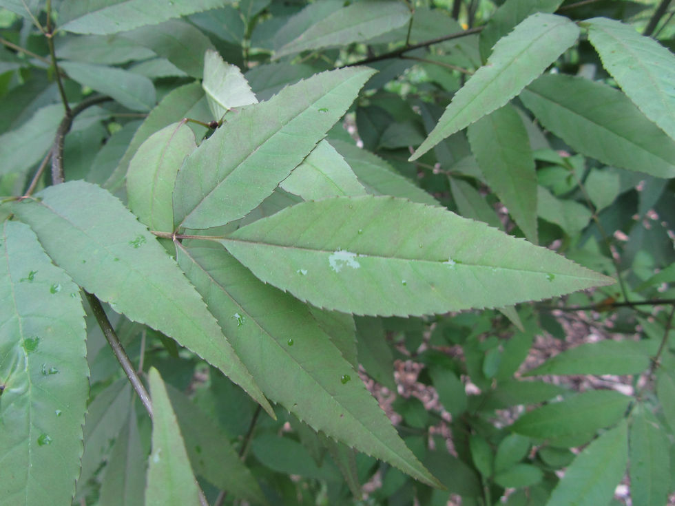 Fraxinus stylosa