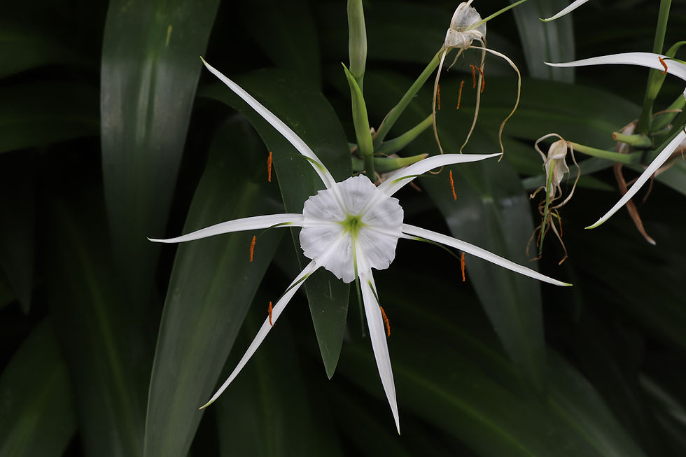 Hymenocallis littoralis