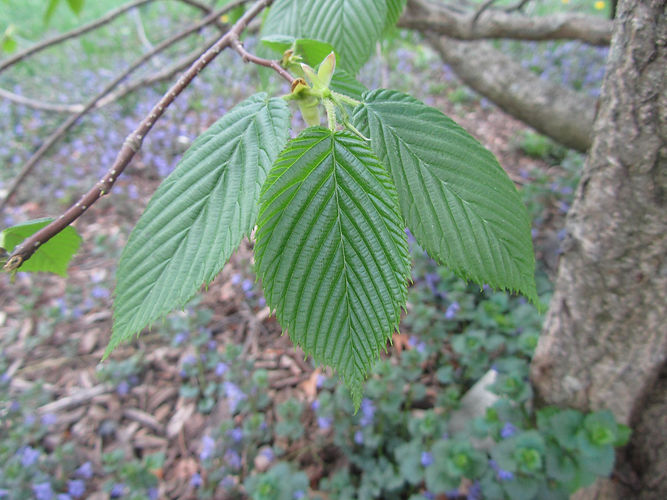 IMG_2203 (Populus tremuloides).jpg