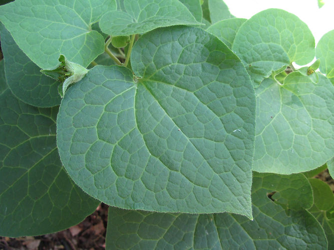 IMG_2203 (Populus tremuloides).jpg