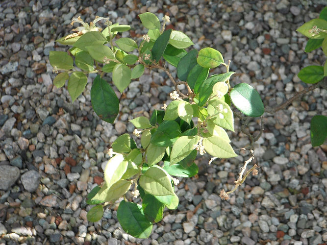 IMG_2203 (Populus tremuloides).jpg