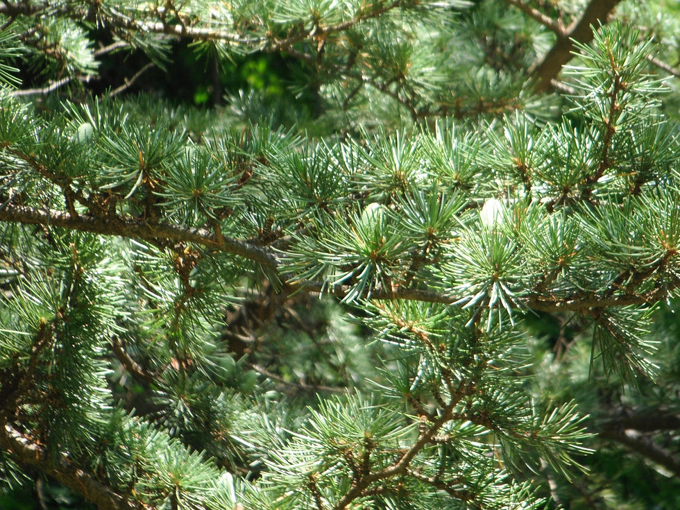 Cedrus libani