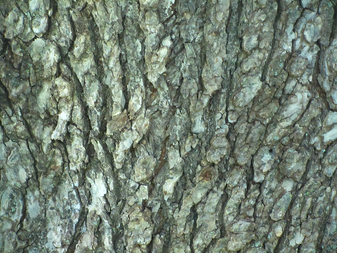 IMG_2203 (Populus tremuloides).jpg
