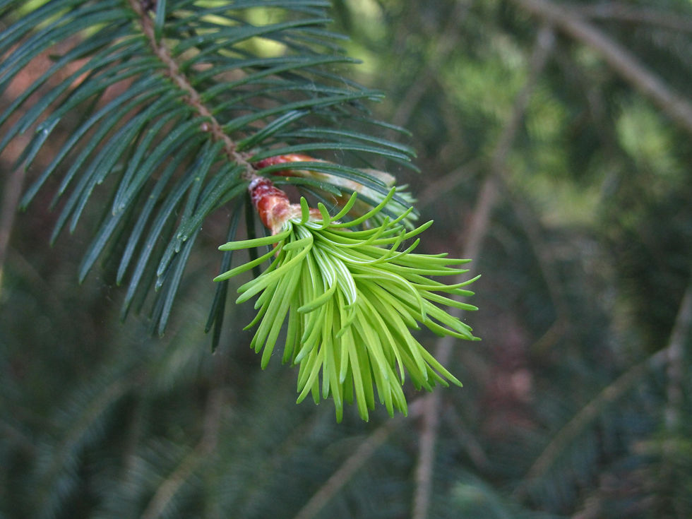 Pseudotsuga menziesii