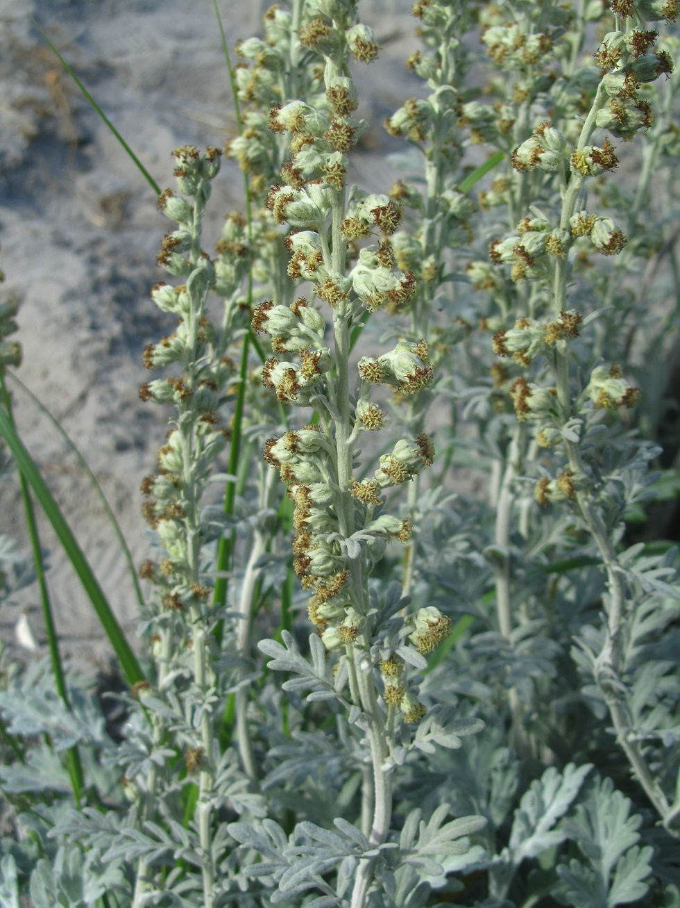 Artemisia stelleriana
