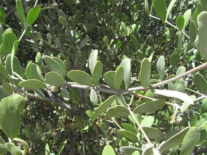 IMG_2203 (Populus tremuloides).jpg