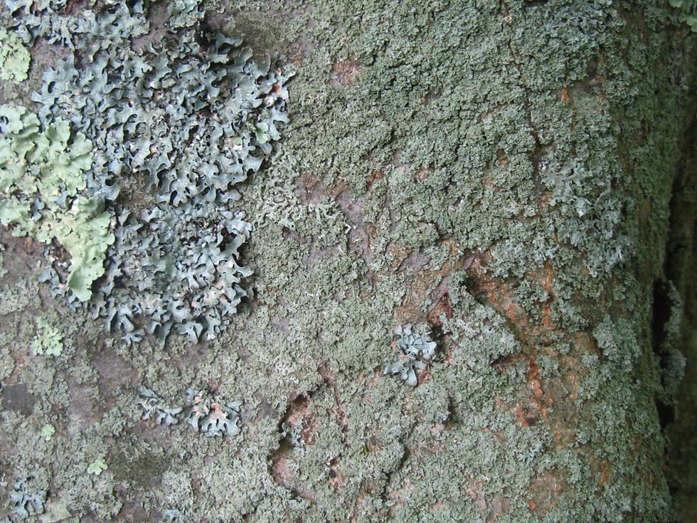 Aria pseudovertesensis