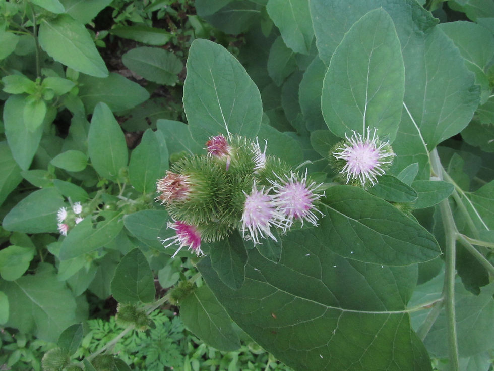 Arctium minus