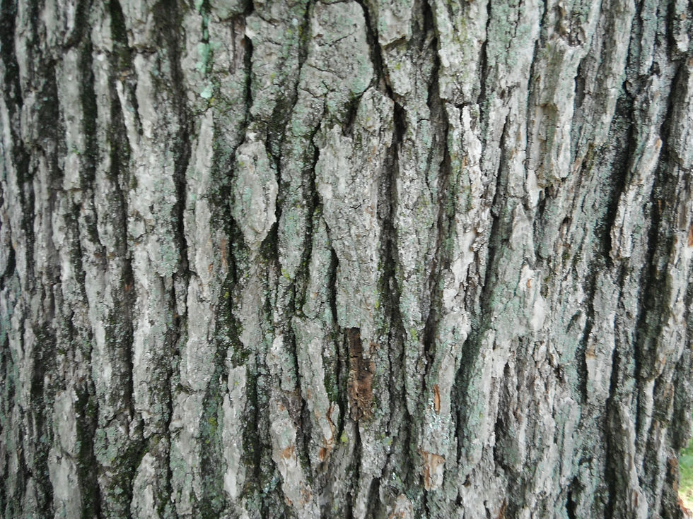 Quercus x schuettei