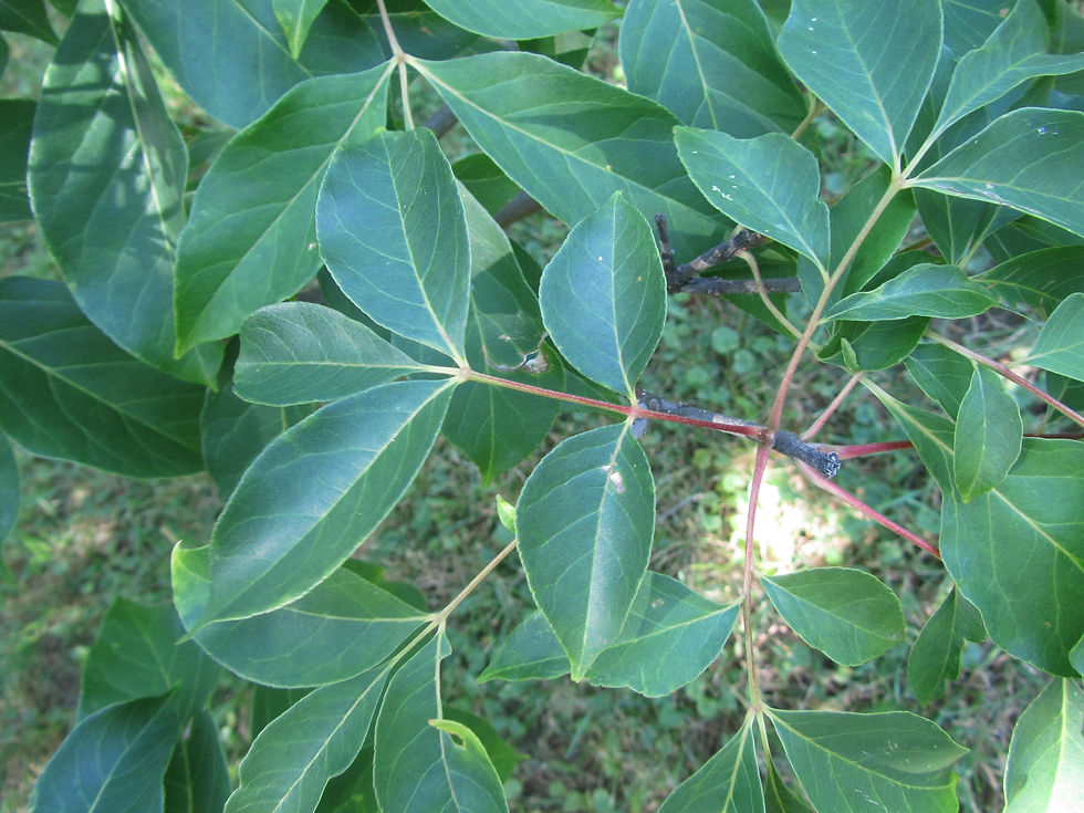 Tetradium daniellii