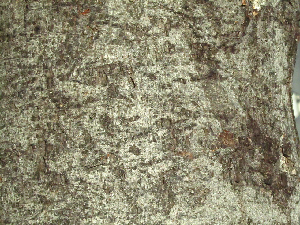 Laurus nobilis