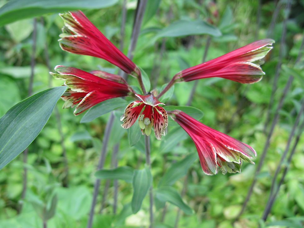 Alstroemeria psittacina