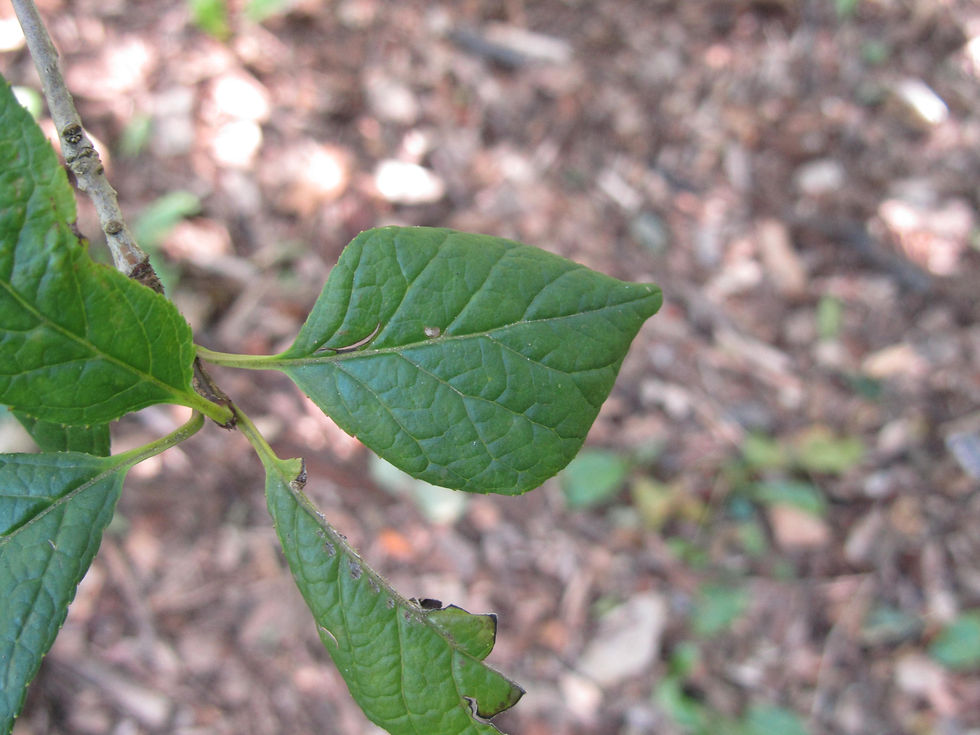Ilex collina