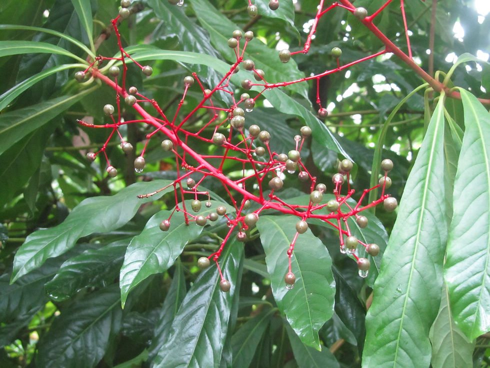 Ardisia serrata
