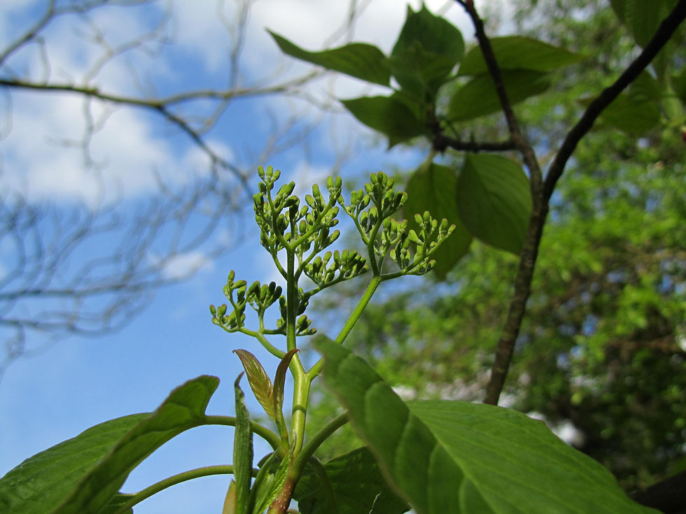 Cornus controversa