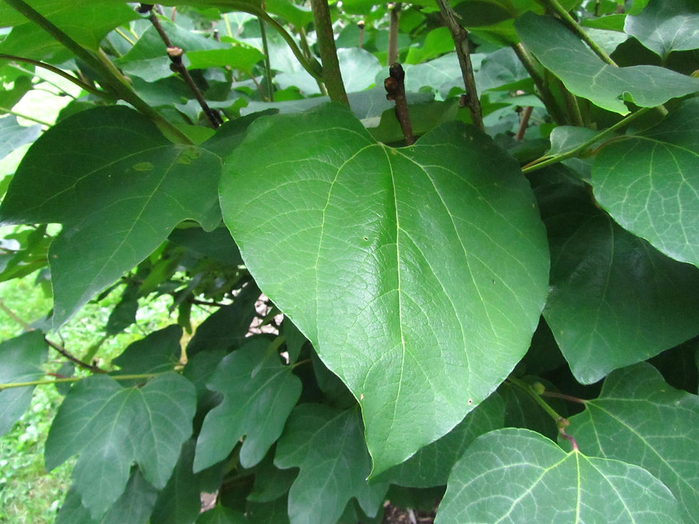 Lindera obtusiloba