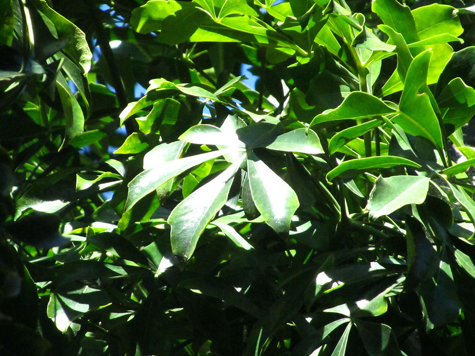 Cussonia spicata