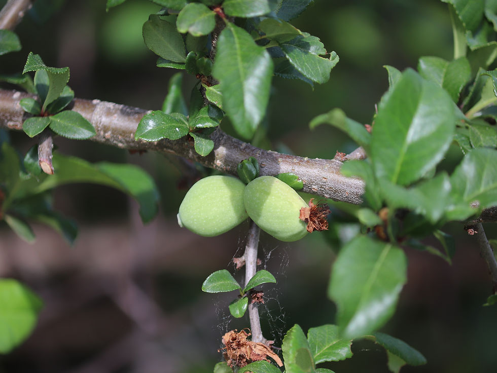 Chaenomeles x superba