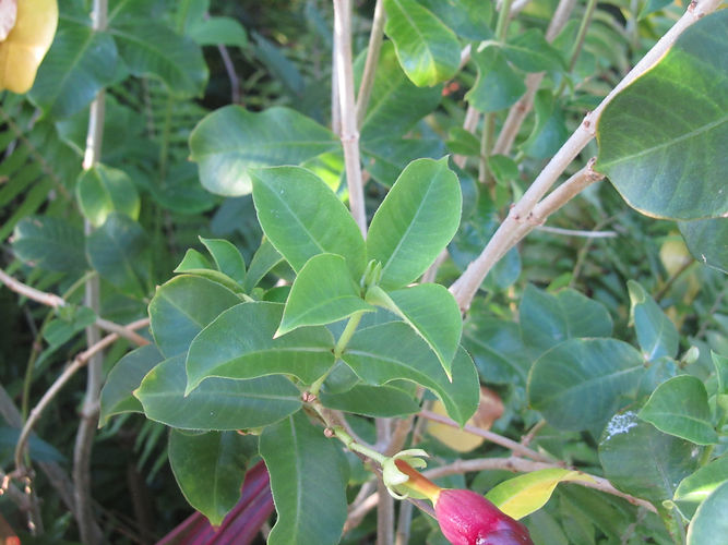IMG_2203 (Populus tremuloides).jpg